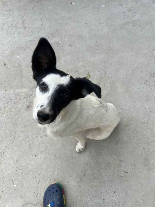 Собаки щенки маленькие