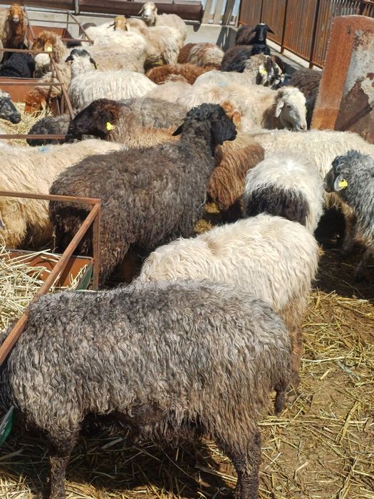 Ири багатын койлар сатылады