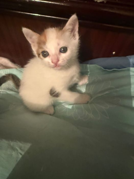 Котёнки в добрые руки