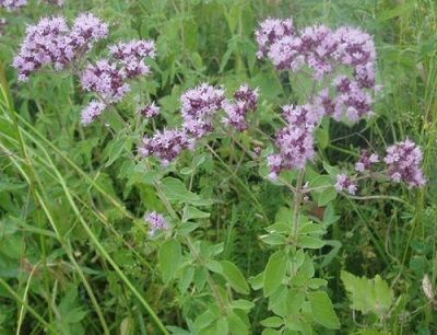 Материнка сушенная в чай