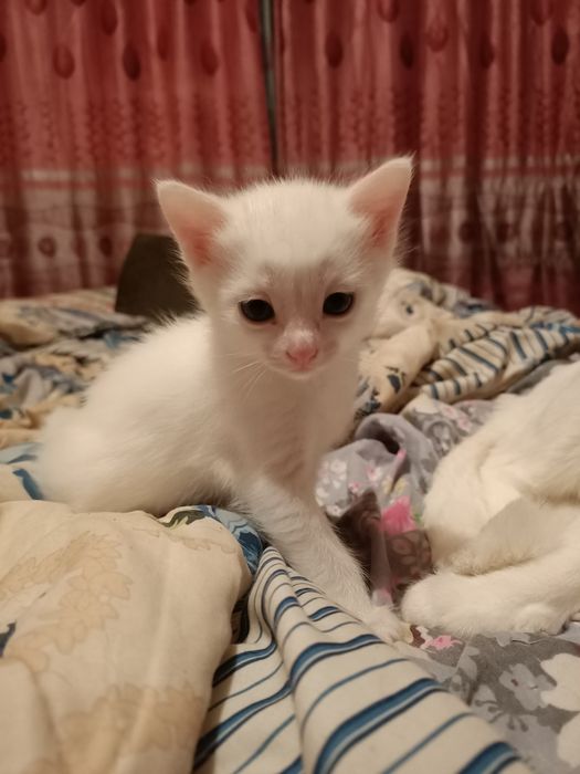 Добрые руки Котята