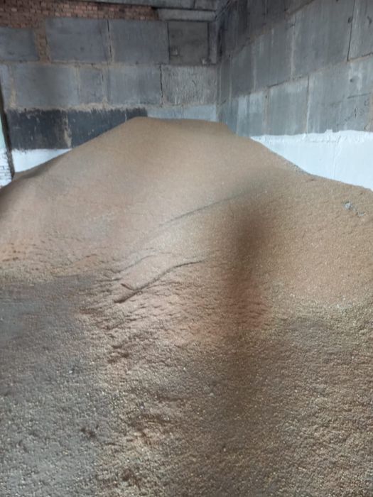 Продам пшеницу на корма сухая