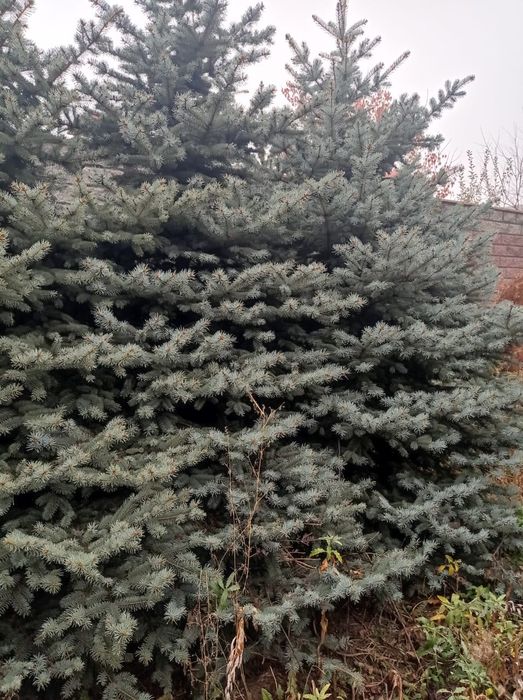 Продам земельный участок