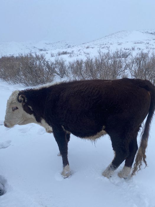 Бык ақбас племенной 1 категория