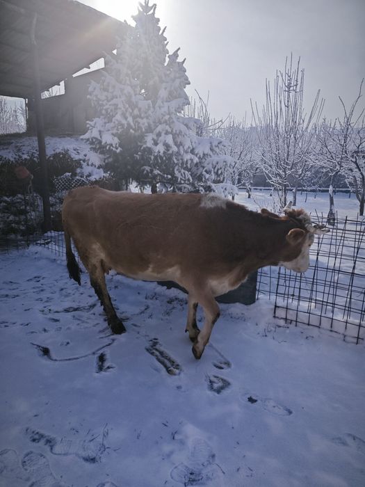 Продам корову стельную