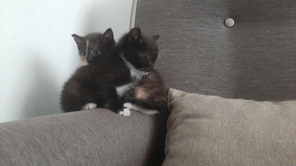 Котята , маленькие и красивые !