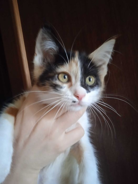 Котёнок Ириска 3 месяца.