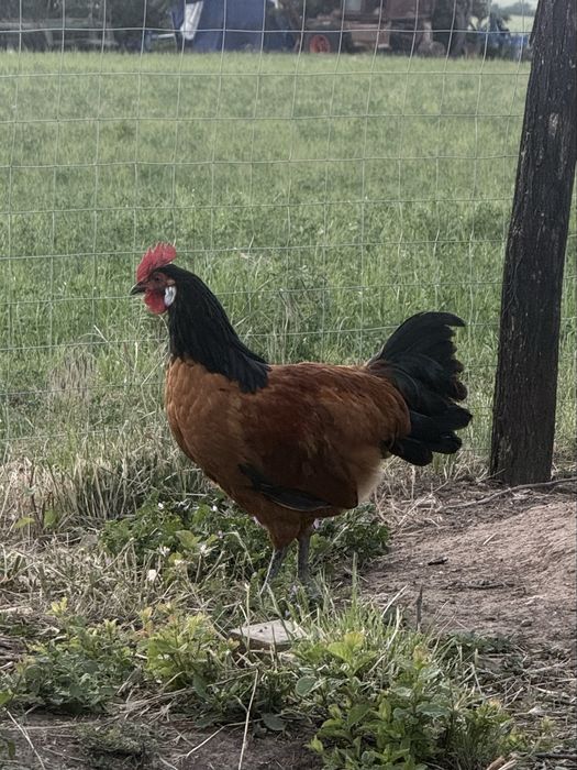 Cocosi Vorwerk in varsta de 5 luni