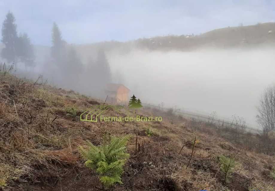 Puieti brad american Abies fraseri - "Cadillac-ul pomilor de Craciun"