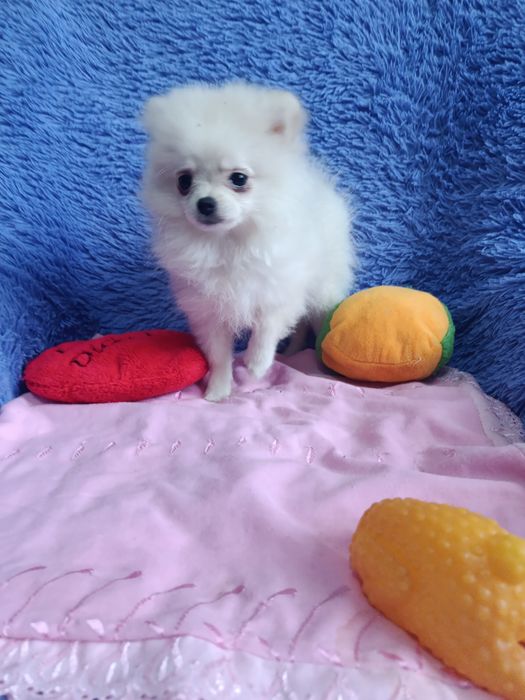 Немецкий цверг шпиц