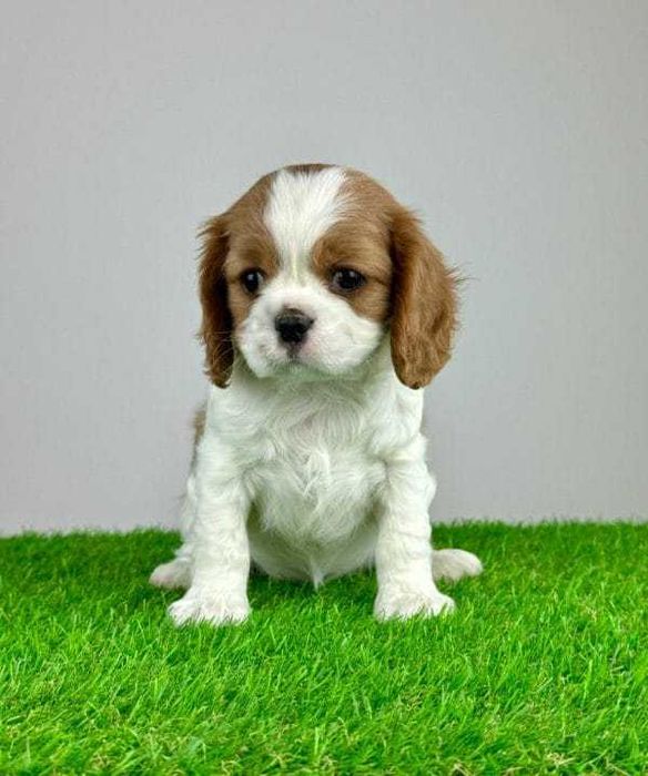 King Charles Cavalier bicolor de vanzare,baietel foarte frumos