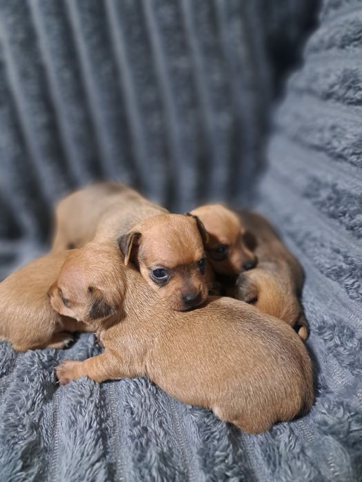 Продам карликовых пинчеров