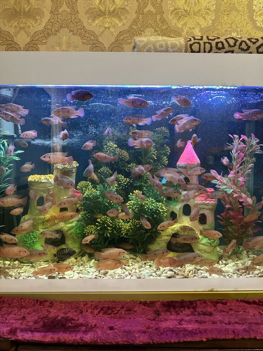 Mirniy baliqlar sotiladi