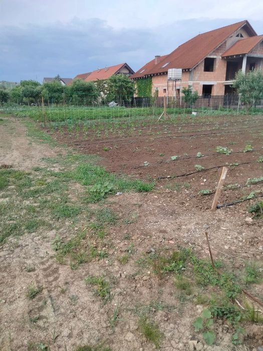 Teren vanzare/ Santana de Mures Strada stejarului