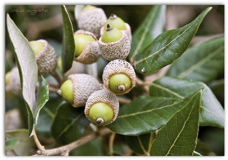 Семена и фиданки Дъб Скоруша Бук Габър Еводия Албиция Пекан Лимон Глог