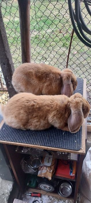 Зайци за разплод френски кочоват