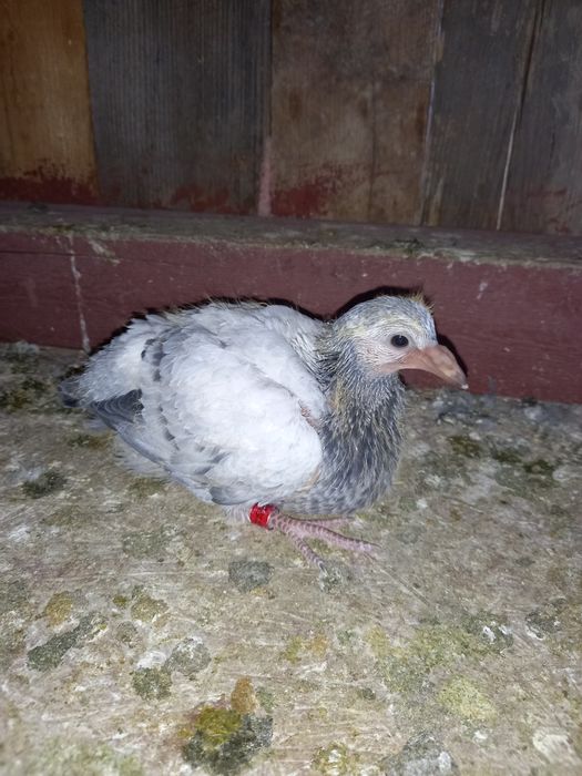 Pui voiajori tardivi