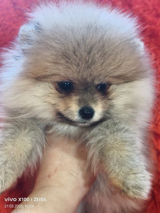 Очаровательные щенки шпица.