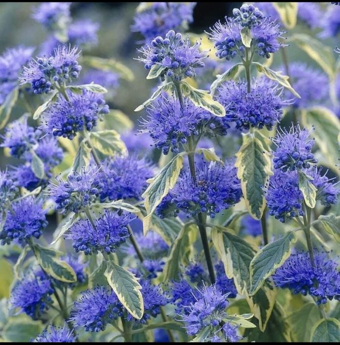 Саженцы Кариоптерис