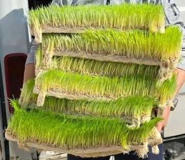 Продажа высококачественного гидропонного корма для скота (Только опт)!