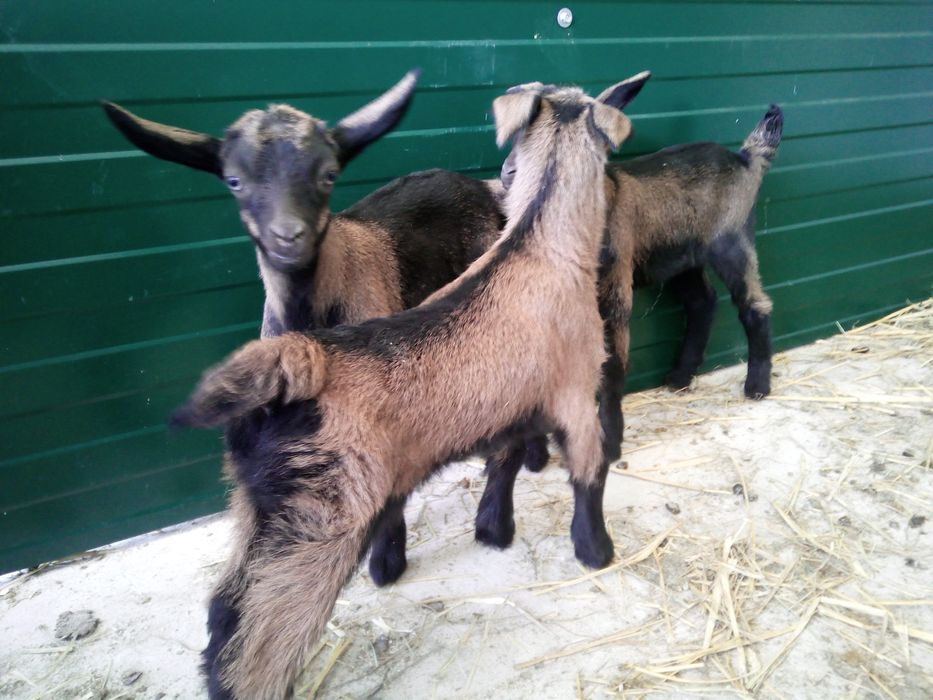 Iezi capra anglo cu alpin