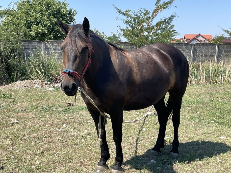 Vand iapa gestanta de 4 ani