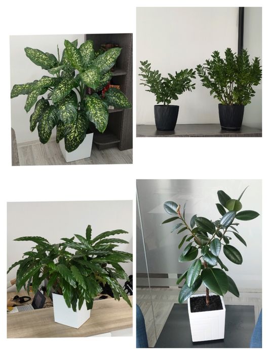 Уход за комнатными цветами