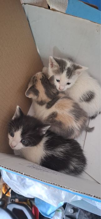 Adopție - Puiuț de Pisică