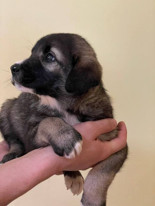 Zotdor cho'pon itlar