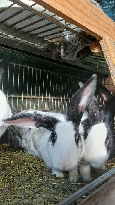 iepuri hylcoe francez