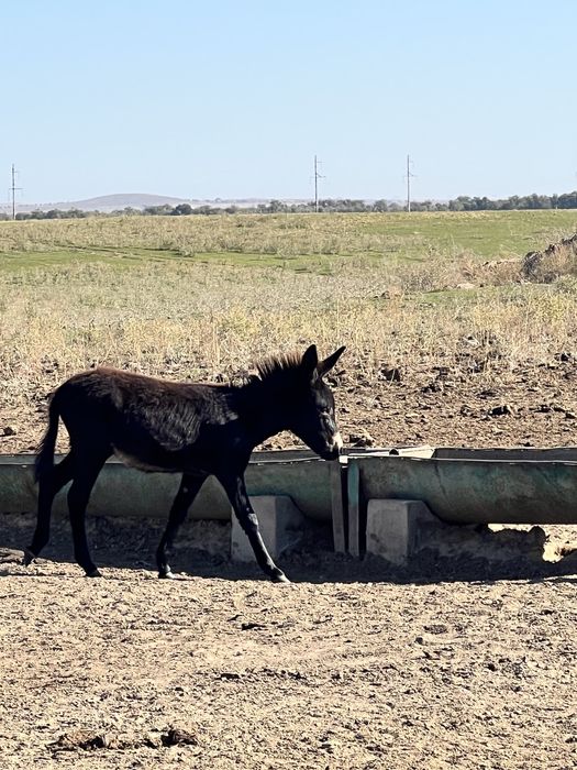Продам ослов годовалых