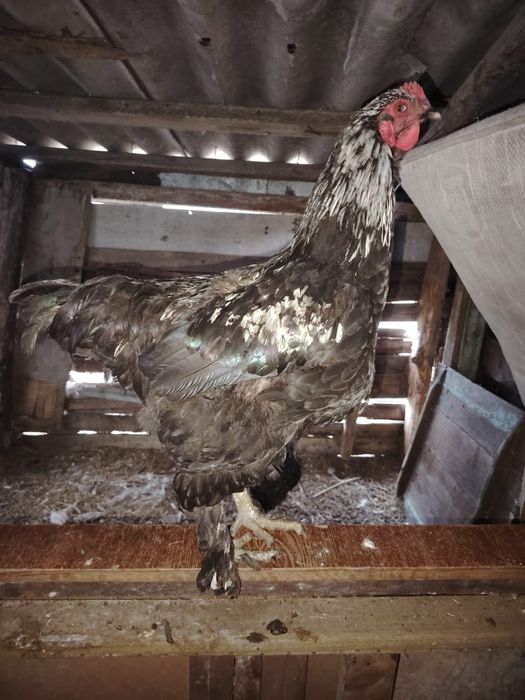 Продам молодых петухов