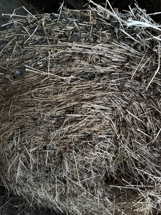 Vand baloti lucerna 120x120