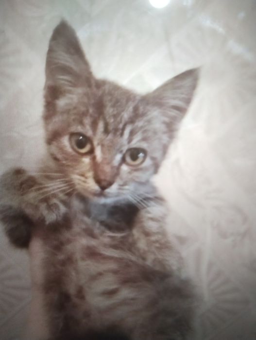 Котенок отдаем СРОЧНО