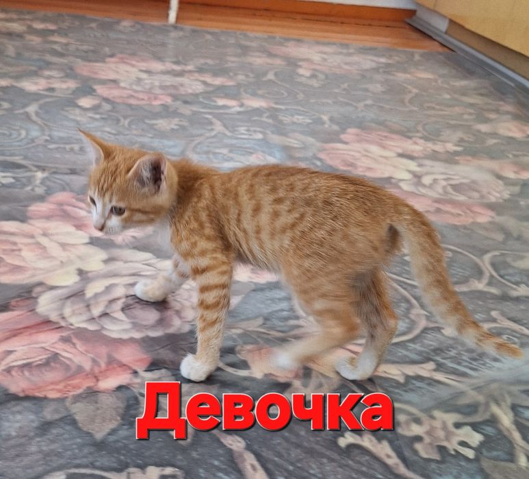 Отдам котенков в хорошие руки