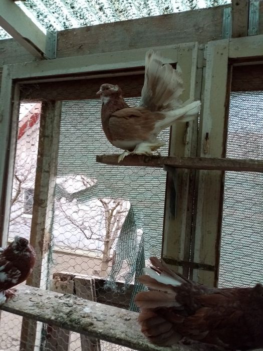 De vânzare porumbei voltati indieni