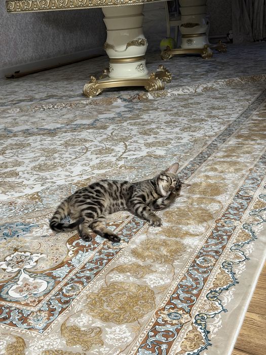 Отдам бесплатно в хорошие руки