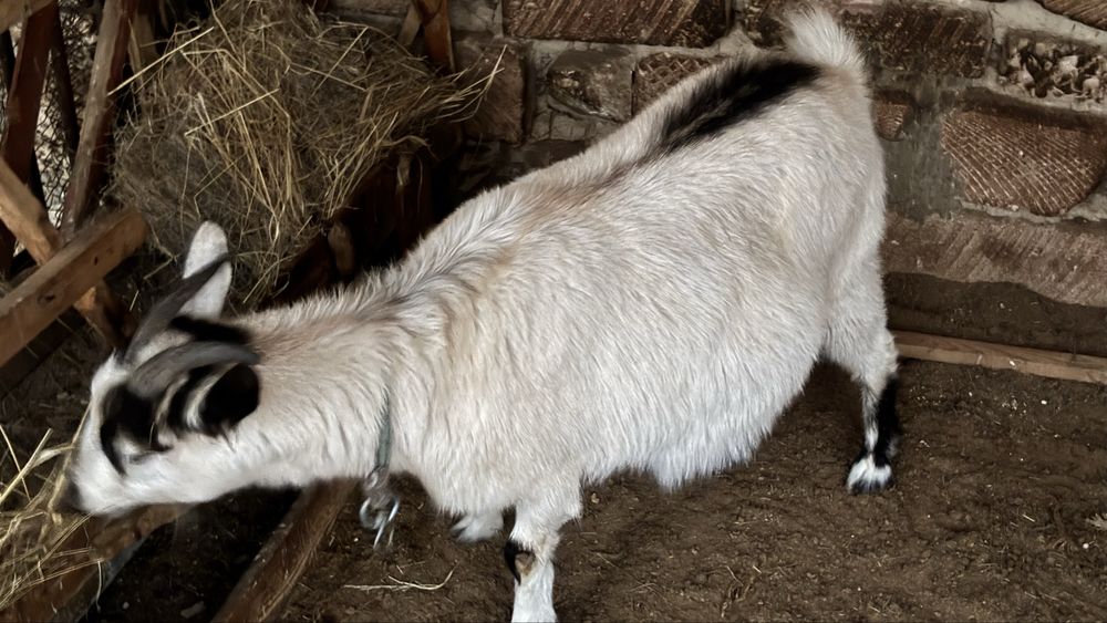 Ешкі зааненский