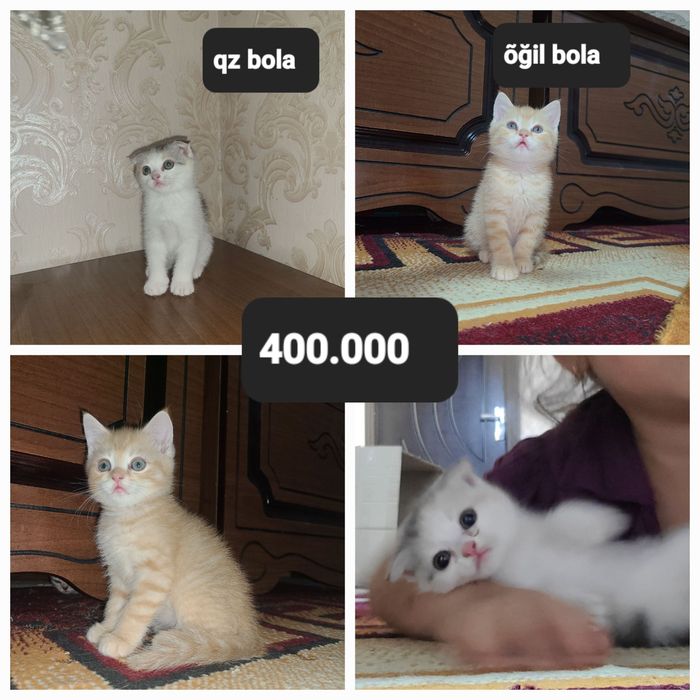 Mushuk bolasi 2 ta qz õğil