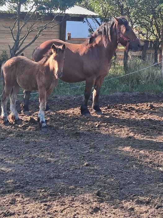 Vand iapa cu manza și gestanta  din nou