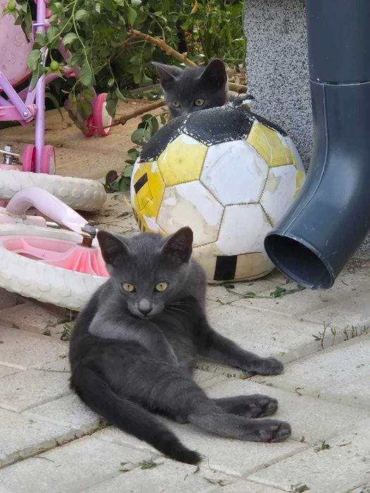 Dau spre adoptie 4 pisoi, aproximativ 3 luni