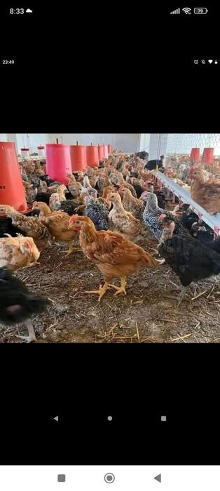 Pui și găini de vanzare