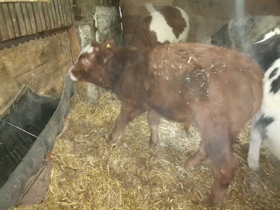 Vitei crescuți pe boxă