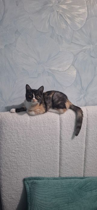 Котёнок бесплатно