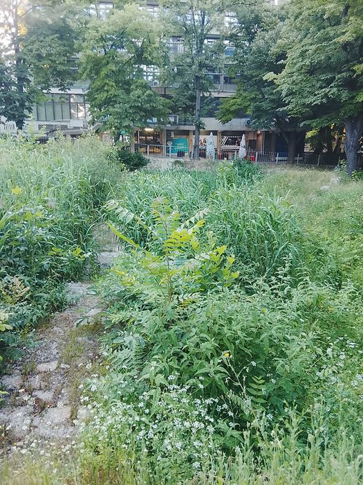 Косене на тревни площи, рязане на дървета и почистване на дворове – Варна