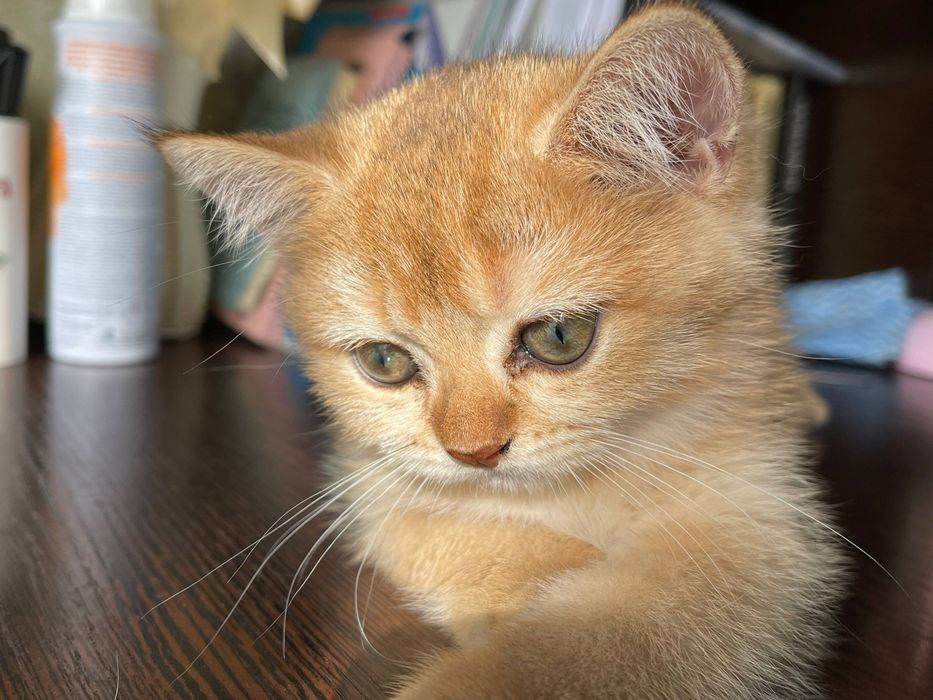 Котёнок золотая шиншилла.