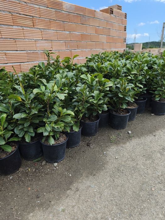 Лавровишна около 50 см цена 10 лв