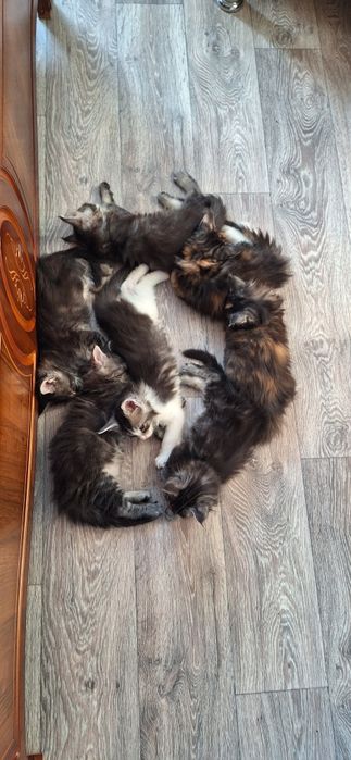 Котята  мейн-кун