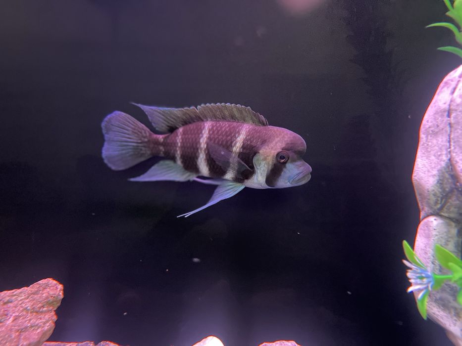 Фронтоза пара рыбки