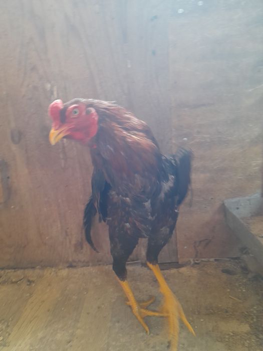 Бойцовые куры ДАКАН